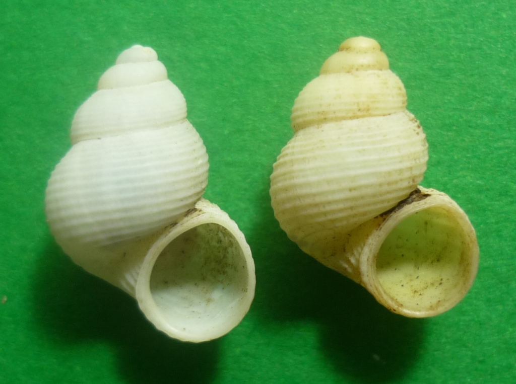 pomatias sulcatus sulcatus o sulcatus panormitanus?